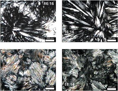 Self-Assembly of Symmetrical and Asymmetrical Alkyl Esters in the Neat State and in Oleogels